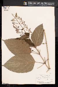 Collinsonia canadensis image