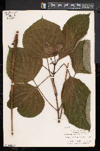 Collinsonia canadensis image