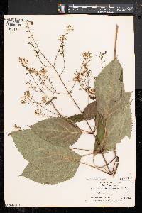 Collinsonia canadensis image