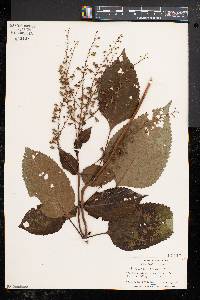 Collinsonia canadensis image