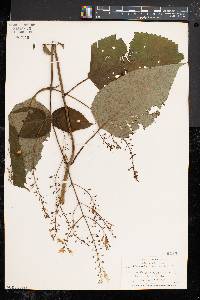 Collinsonia canadensis image