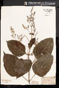 Collinsonia canadensis image