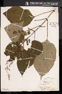 Collinsonia canadensis image