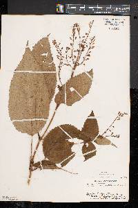 Collinsonia canadensis image