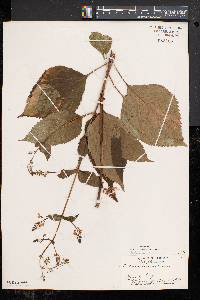 Collinsonia canadensis image