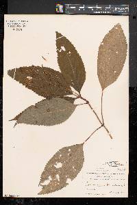 Collinsonia canadensis image