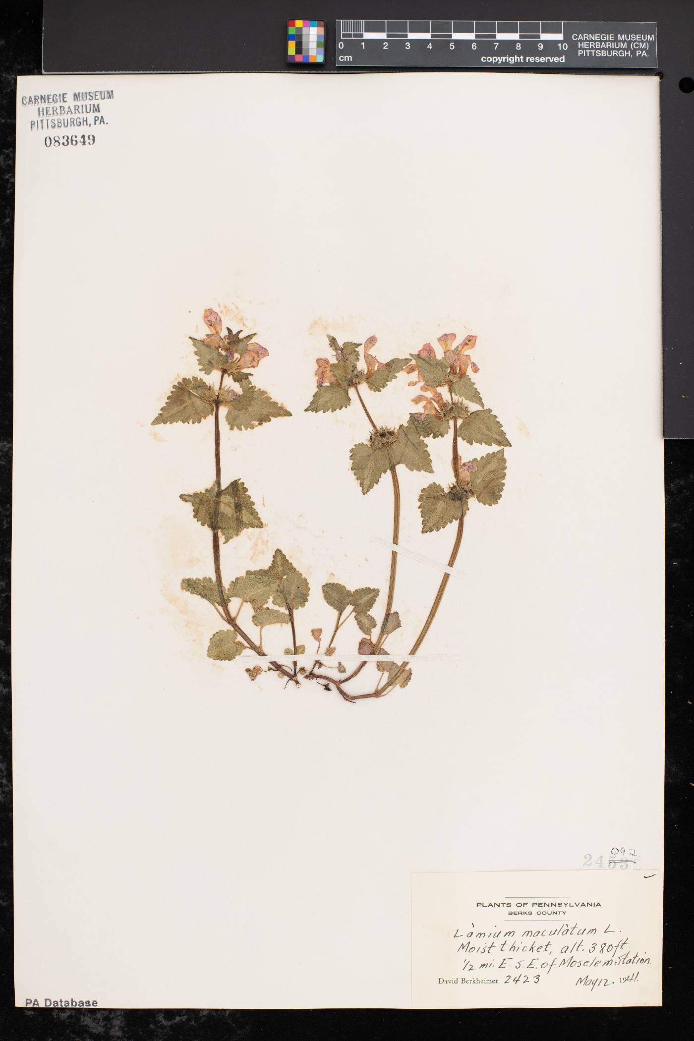 Lamium maculatum image