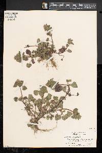 Lamium purpureum image