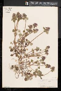 Lamium purpureum image