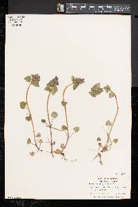 Lamium purpureum image