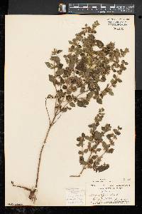 Melissa officinalis image