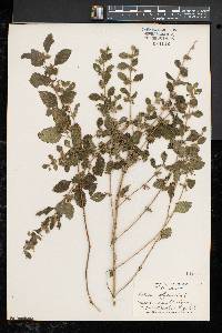 Melissa officinalis image