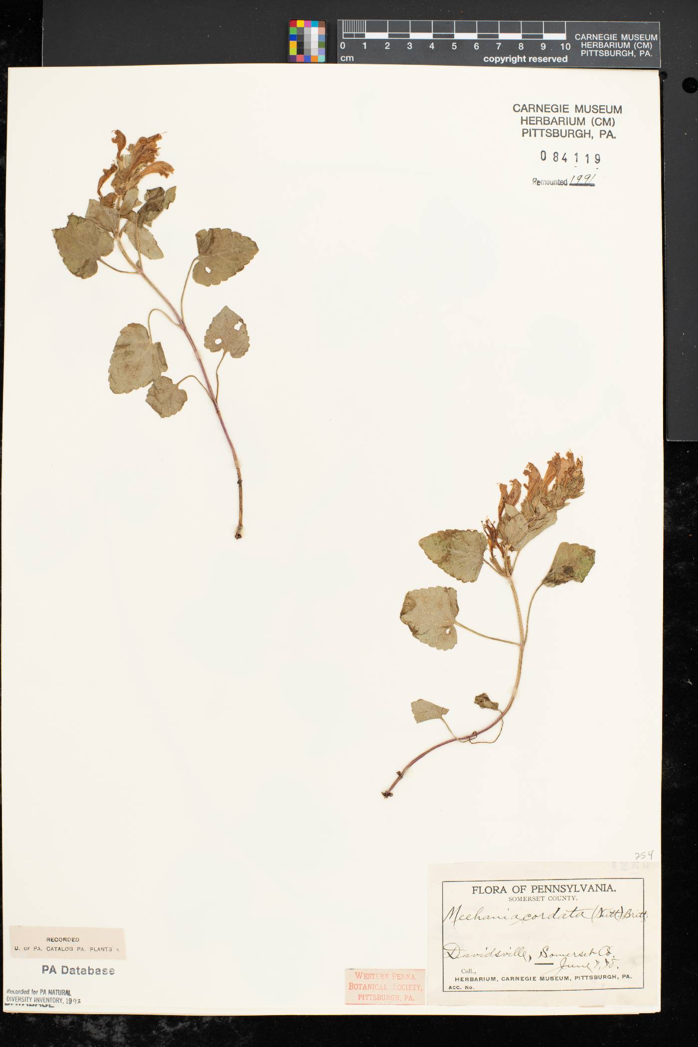 Meehania cordata image