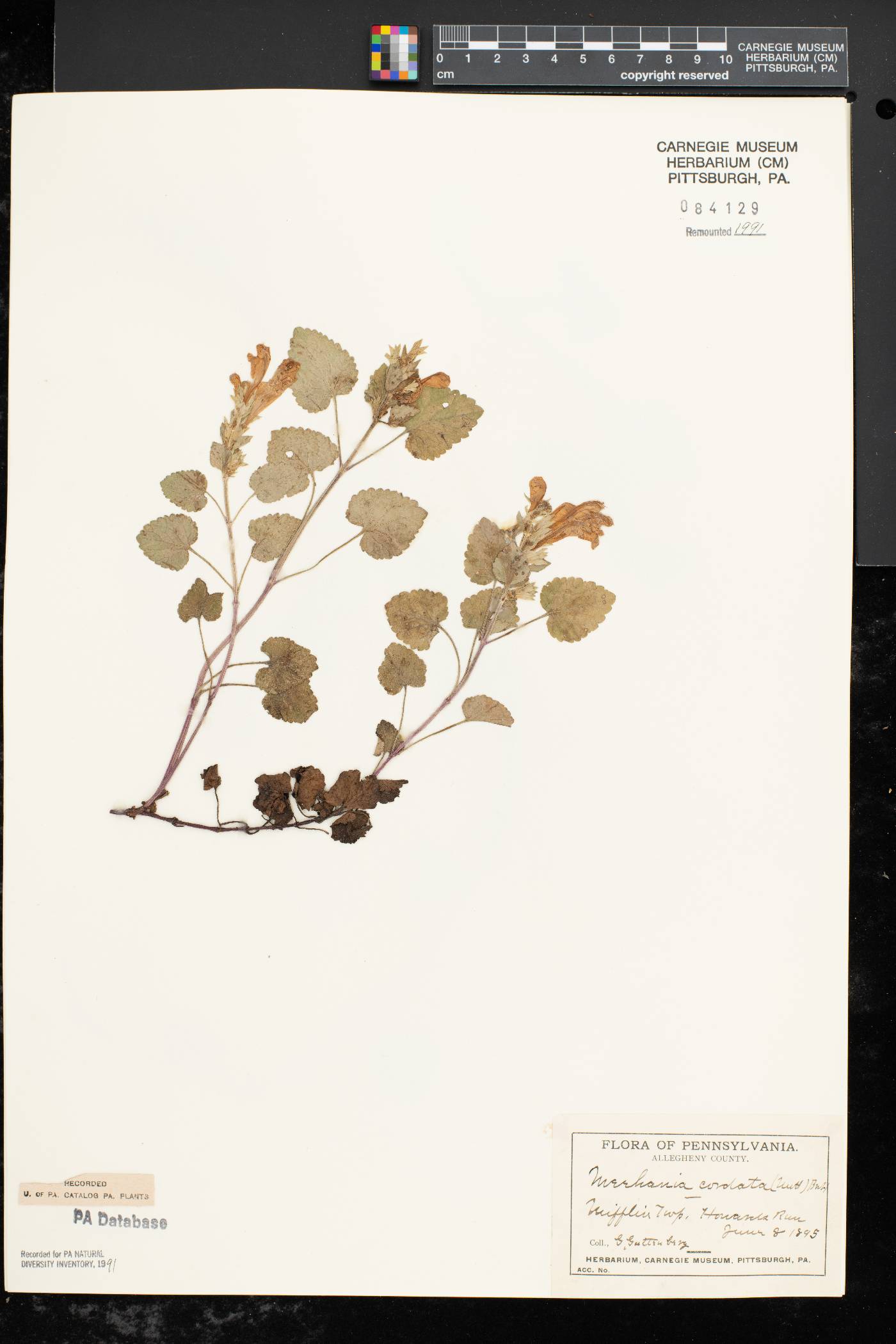 Meehania cordata image
