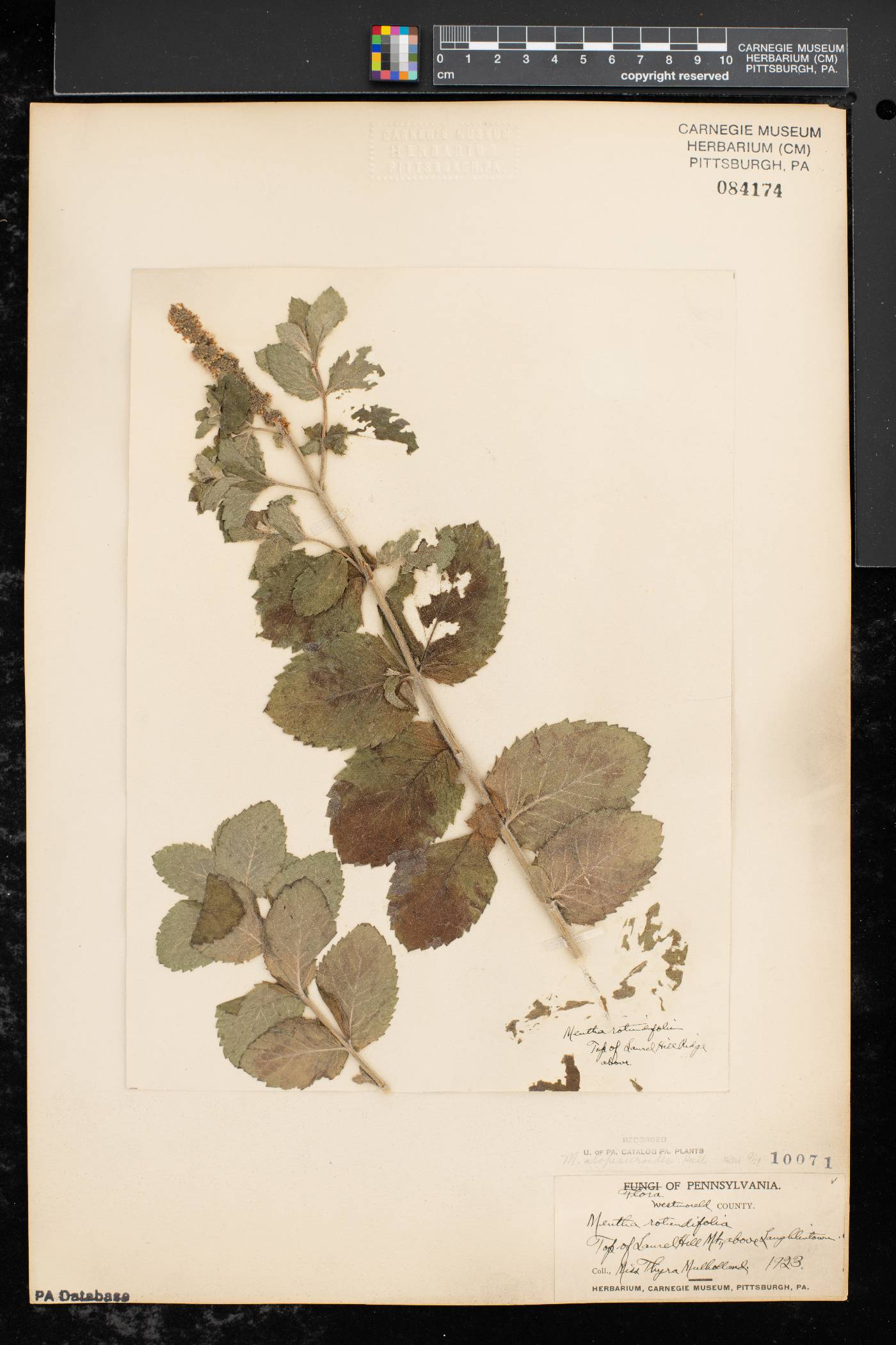 Mentha × villosa image