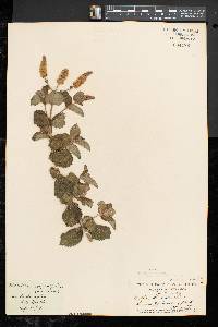 Mentha × villosa image