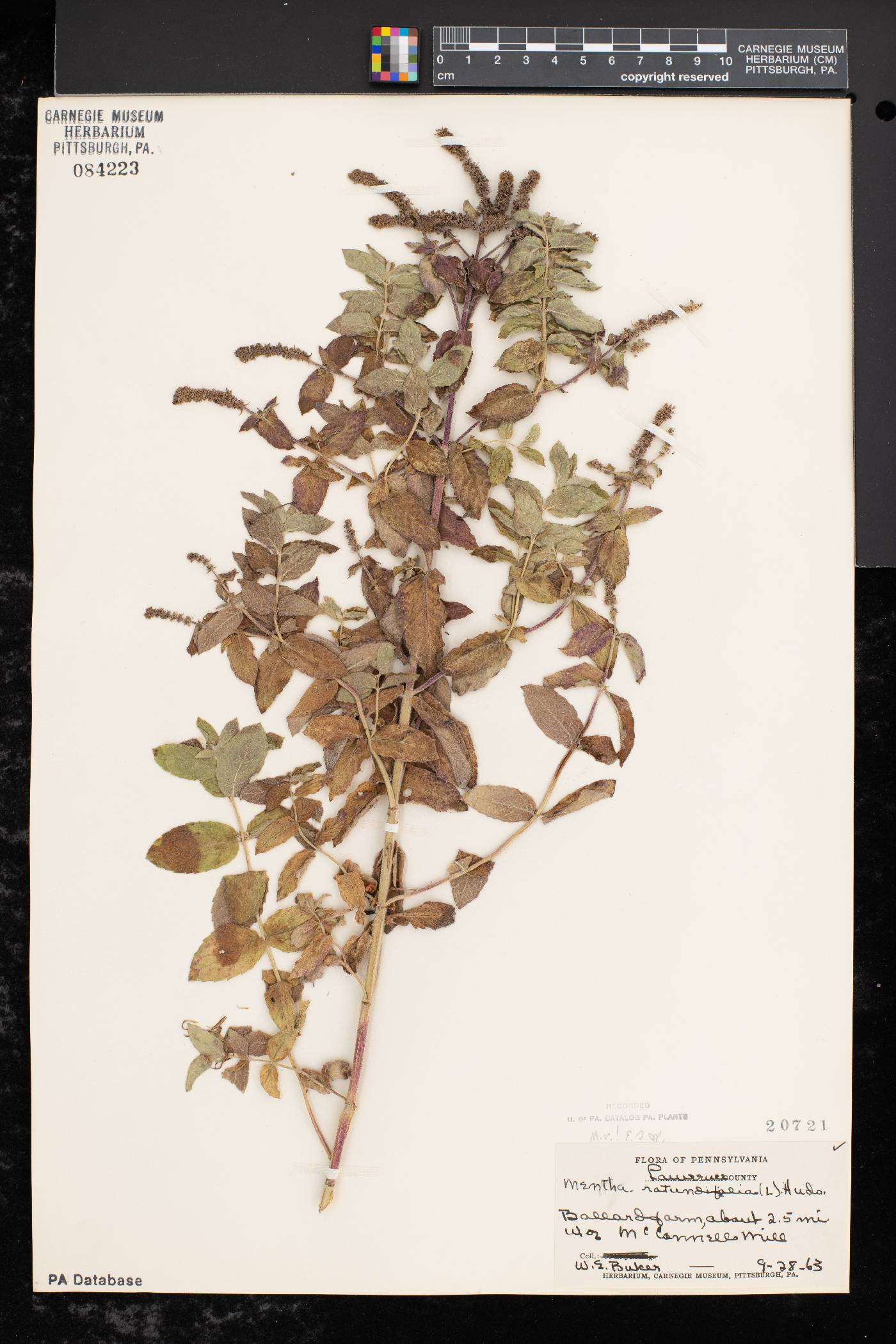 Mentha × rotundifolia image