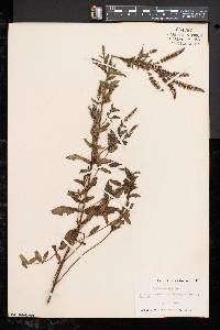 Mentha spicata image