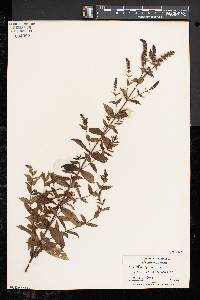 Mentha spicata image