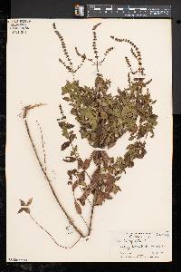 Mentha spicata image