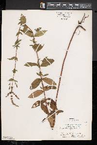 Mentha spicata image