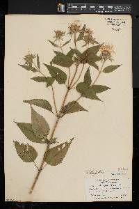 Monarda clinopodia image