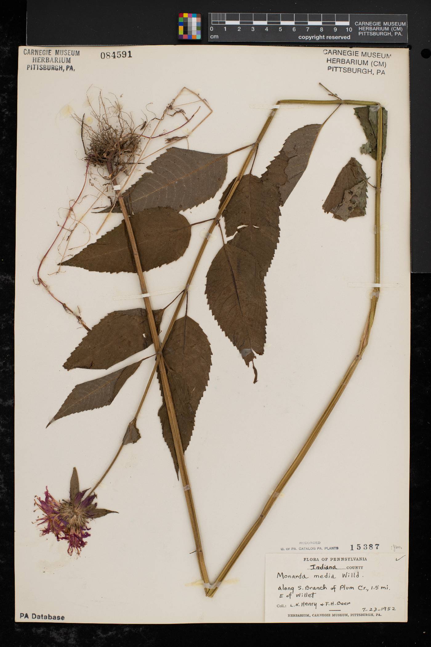 Monarda × media image