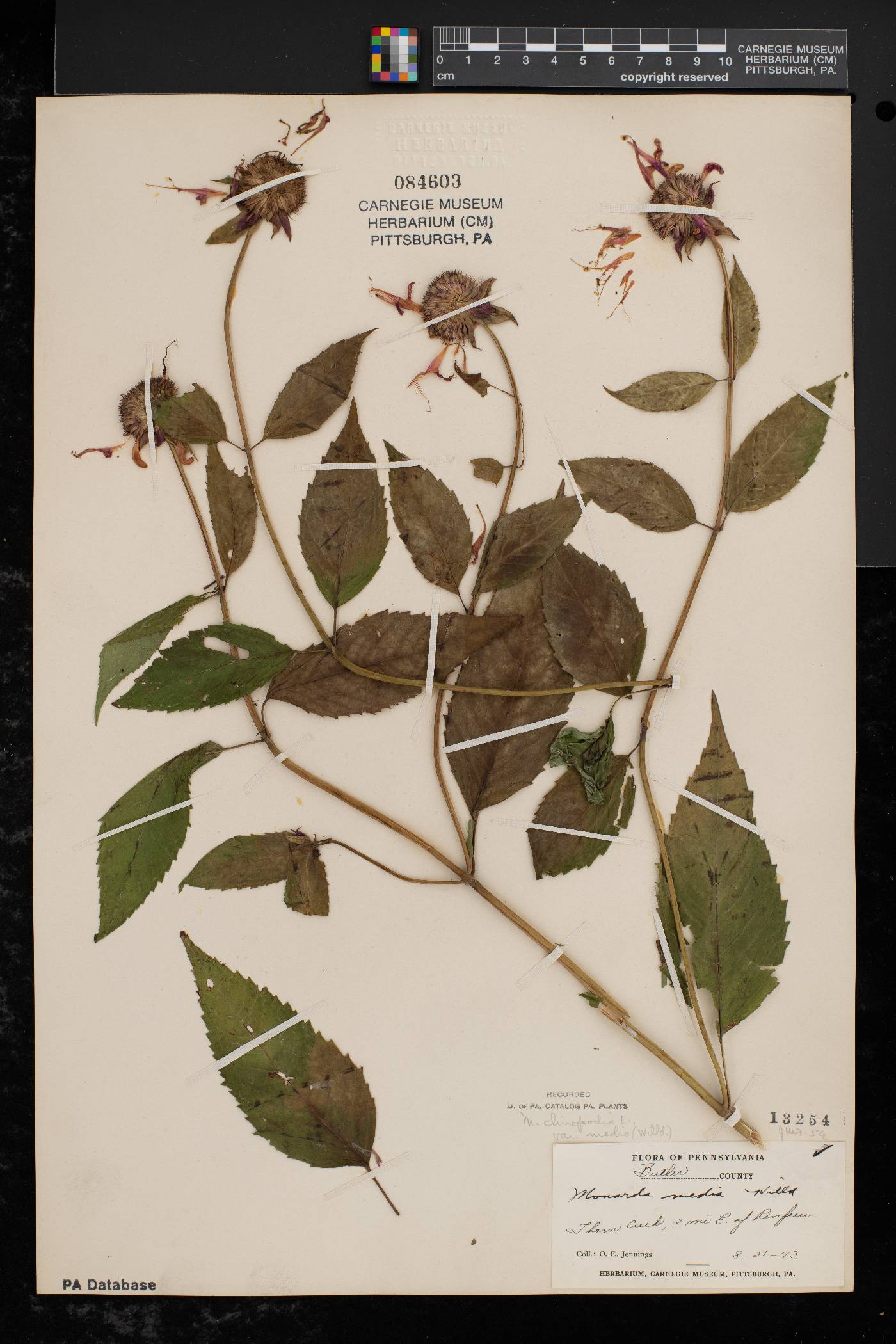 Monarda × media image