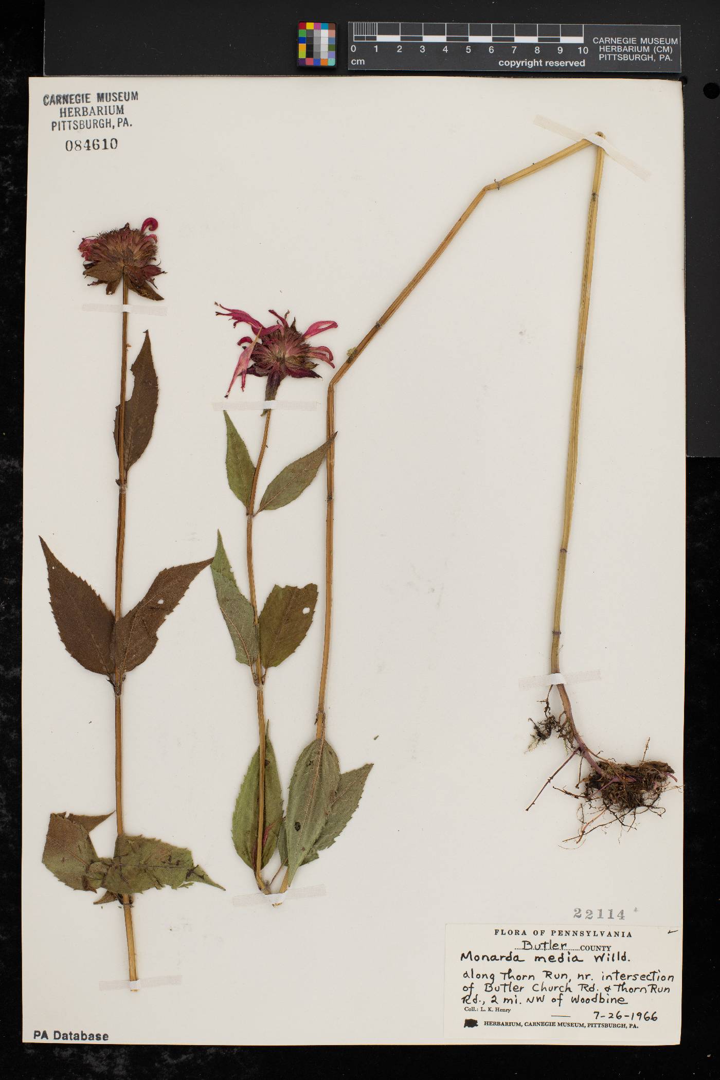 Monarda × media image