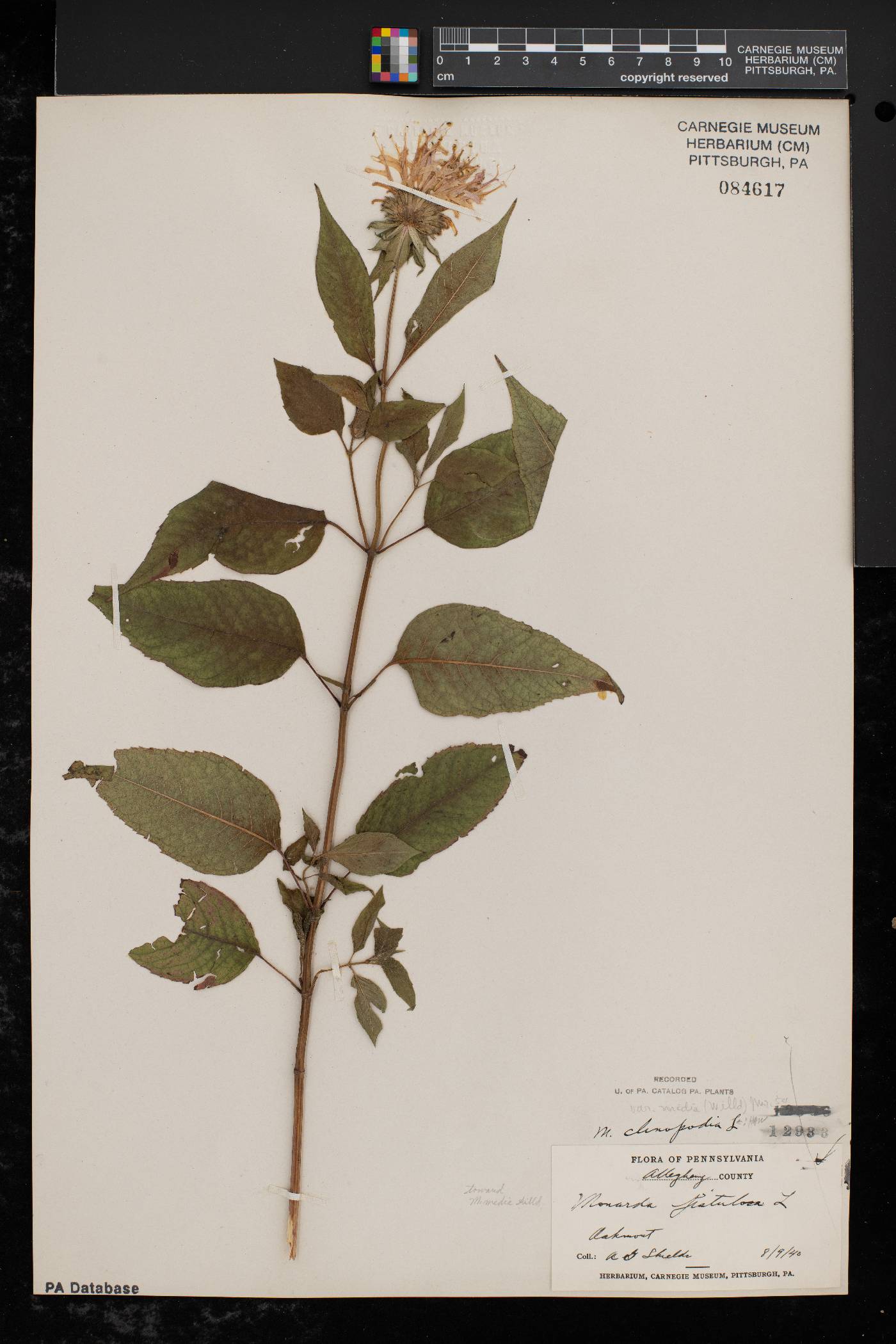 Monarda × media image