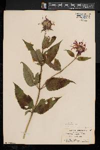 Monarda × media image