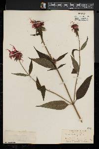 Monarda didyma image