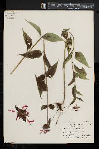 Monarda didyma image