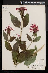 Monarda didyma image