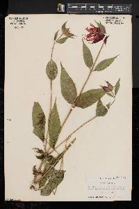 Monarda didyma image