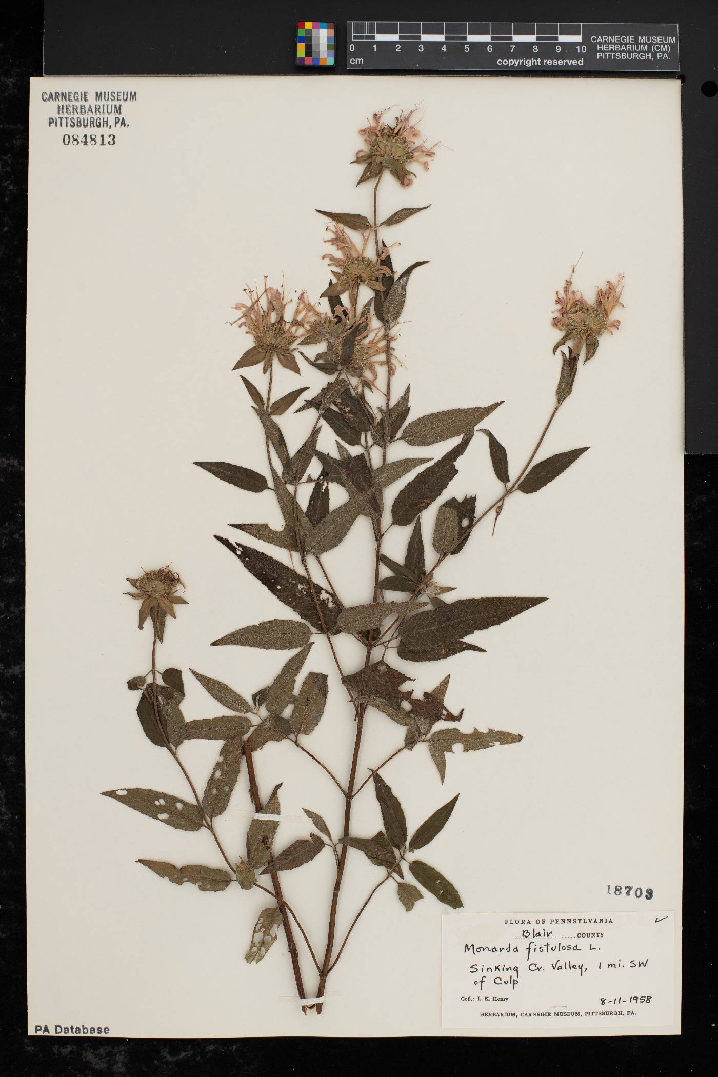 Monarda fistulosa var. fistulosa image