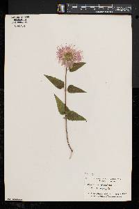 Monarda fistulosa var. fistulosa image