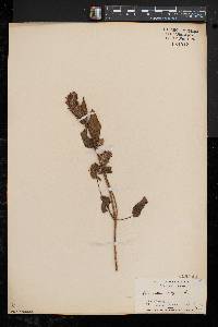 Prunella vulgaris subsp. lanceolata image