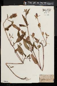 Prunella vulgaris subsp. lanceolata image