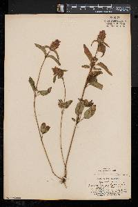 Prunella vulgaris subsp. lanceolata image