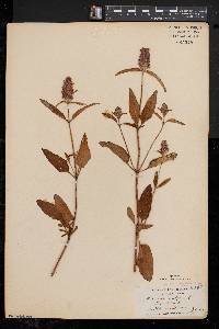 Prunella vulgaris subsp. lanceolata image
