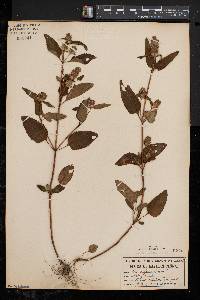 Prunella vulgaris subsp. lanceolata image