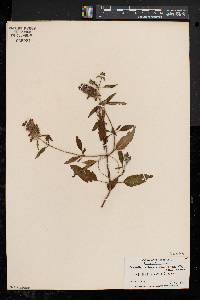 Prunella vulgaris subsp. lanceolata image