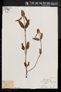 Prunella vulgaris subsp. lanceolata image