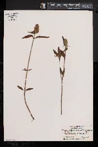 Prunella vulgaris subsp. lanceolata image