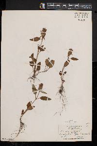 Prunella vulgaris subsp. lanceolata image