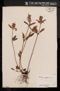 Prunella vulgaris subsp. lanceolata image