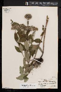 Pycnanthemum incanum image