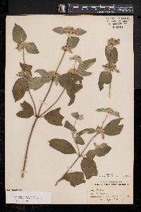 Pycnanthemum incanum image