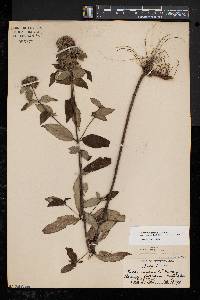 Pycnanthemum incanum image